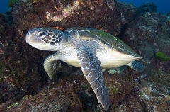 Green Turtle (Chelonia mydas) Green Turtle (Chelonia mydas)