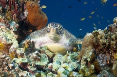 Green Turtle (Chelonia mydas) Green Turtle (Chelonia mydas)