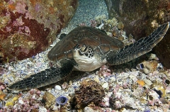 Green Turtle (Chelonia mydas) Green Turtle (Chelonia mydas)