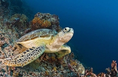Green Turtle (Chelonia mydas) Green Turtle (Chelonia mydas)
