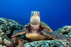 Green Turtle (Chelonia mydas) Green Turtle (Chelonia mydas)
