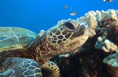 Green Turtle (Chelonia mydas) Green Turtle (Chelonia mydas)