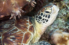 Green Turtle (Chelonia mydas) Green Turtle (Chelonia mydas)