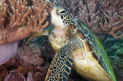 Green Turtle (Chelonia mydas) Green Turtle (Chelonia mydas)