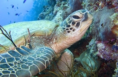 Green Turtle (Chelonia mydas) Green Turtle (Chelonia mydas)