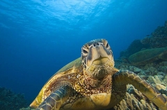 Green Turtle (Chelonia mydas) Green Turtle (Chelonia mydas)