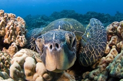 Green Turtle (Chelonia mydas) Green Turtle (Chelonia mydas)