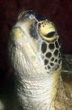 Green Turtle (Chelonia mydas) Green Turtle (Chelonia mydas)