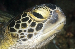 Green Turtle (Chelonia mydas) Green Turtle (Chelonia mydas)