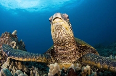 Green Turtle (Chelonia mydas) Green Turtle (Chelonia mydas)