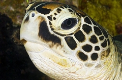 Green Turtle (Chelonia mydas) Green Turtle (Chelonia mydas)