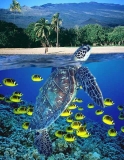 Coral reef scene with Green Turtle (Chelonia mydas) Coral reef scene with Green Turtle (Chelonia mydas)
