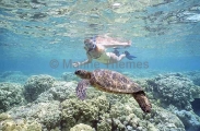 Green Turtle (Chelonia mydas)