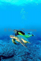 Green Turtle (Chelonia mydas) Green Turtle (Chelonia mydas)