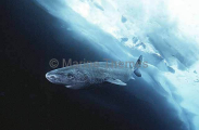Greenland Shark (Somniosus microcephalus)