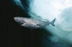 Greenland Shark (Somniosus microcephalus) Greenland Shark (Somniosus microcephalus)