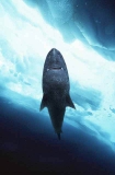Greenland Shark (Somniosus microcephalus) Greenland Shark (Somniosus microcephalus)