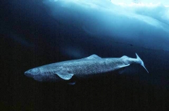 Greenland Shark (Somniosus microcephalus) Greenland Shark (Somniosus microcephalus)