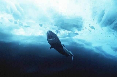 Greenland Shark (Somniosus microcephalus) Greenland Shark (Somniosus microcephalus)