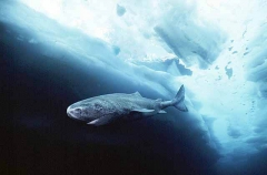 Greenland Shark (Somniosus microcephalus) Greenland Shark (Somniosus microcephalus)