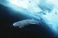 Greenland Shark (Somniosus microcephalus) Greenland Shark (Somniosus microcephalus)