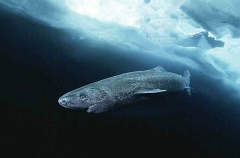 Greenland Shark (Somniosus microcephalus) Greenland Shark (Somniosus microcephalus)