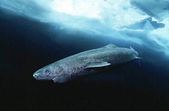 Greenland Shark (Somniosus microcephalus) Greenland Shark (Somniosus microcephalus)