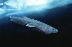 Greenland Shark (Somniosus microcephalus) Greenland Shark (Somniosus microcephalus)