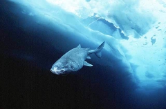 Greenland Shark (Somniosus microcephalus) Greenland Shark (Somniosus microcephalus)
