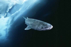 Greenland Shark (Somniosus microcephalus) Greenland Shark (Somniosus microcephalus)
