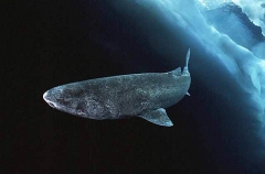 Greenland Shark (Somniosus microcephalus) Greenland Shark (Somniosus microcephalus)