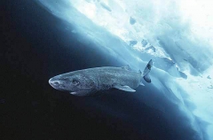 Greenland Shark (Somniosus microcephalus) Greenland Shark (Somniosus microcephalus)