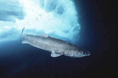 Greenland Shark (Somniosus microcephalus) Greenland Shark (Somniosus microcephalus)