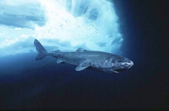 Greenland Shark (Somniosus microcephalus) Greenland Shark (Somniosus microcephalus)
