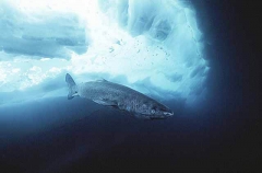 Greenland Shark (Somniosus microcephalus) Greenland Shark (Somniosus microcephalus)