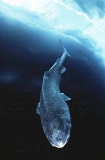 Greenland Shark (Somniosus microcephalus) Greenland Shark (Somniosus microcephalus)