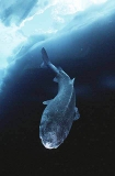 Greenland Shark (Somniosus microcephalus) Greenland Shark (Somniosus microcephalus)