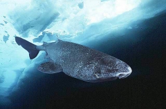 Greenland Shark (Somniosus microcephalus) Greenland Shark (Somniosus microcephalus)