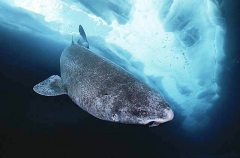 Greenland Shark (Somniosus microcephalus) Greenland Shark (Somniosus microcephalus)