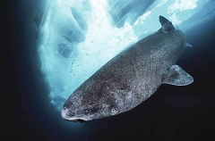 Greenland Shark (Somniosus microcephalus) Greenland Shark (Somniosus microcephalus)