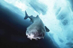 Greenland Shark (Somniosus microcephalus) Greenland Shark (Somniosus microcephalus)