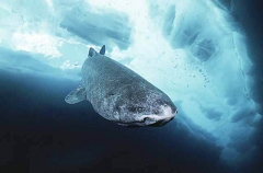 Greenland Shark (Somniosus microcephalus) Greenland Shark (Somniosus microcephalus)