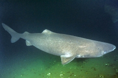 Greenland Shark (Somniosus microcephalus) Greenland Shark (Somniosus microcephalus)