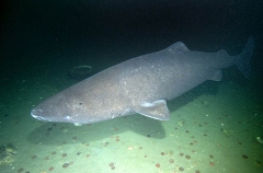 Greenland Shark (Somniosus microcephalus) Greenland Shark (Somniosus microcephalus)