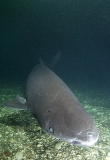 Greenland Shark (Somniosus microcephalus) Greenland Shark (Somniosus microcephalus)