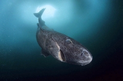 Greenland Shark (Somniosus microcephalus) Greenland Shark (Somniosus microcephalus)