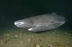 Greenland Shark (Somniosus microcephalus) Greenland Shark (Somniosus microcephalus)