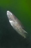 Greenland Shark (Somniosus microcephalus) Greenland Shark (Somniosus microcephalus)