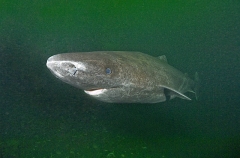 Greenland Shark (Somniosus microcephalus) Greenland Shark (Somniosus microcephalus)