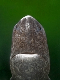 Greenland Shark (Somniosus microcephalus) Greenland Shark (Somniosus microcephalus)